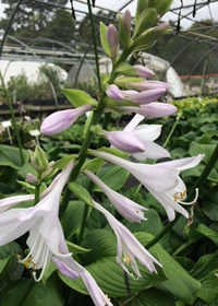 Hosta x 'Honeybells'